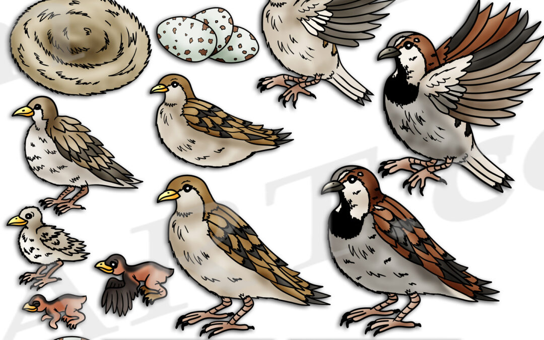 House Sparrow Life Cycle Clipart Set Download