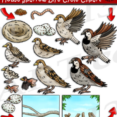 House Sparrow Life Cycle Clipart