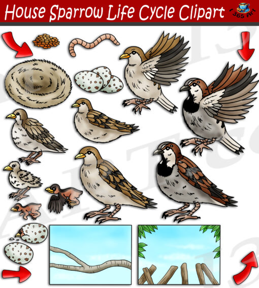 House Sparrow Life Cycle Clipart