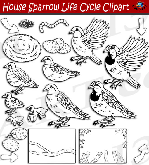 House Sparrow Life Cycle Clipart Set Download - Image 2