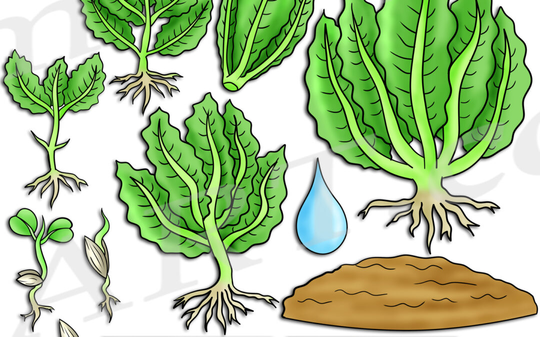 Lettuce Life Cycle Clipart Set Download