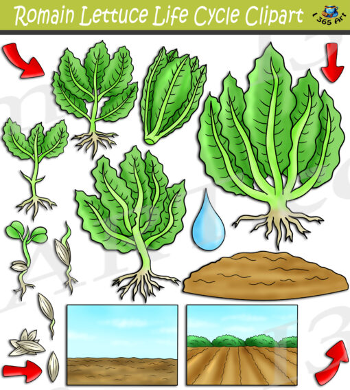 Lettuce Life Cycle Clipart