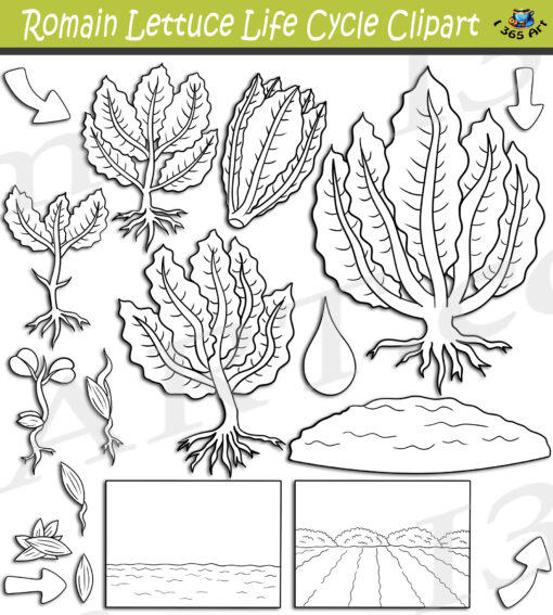 Lettuce Life Cycle Clipart