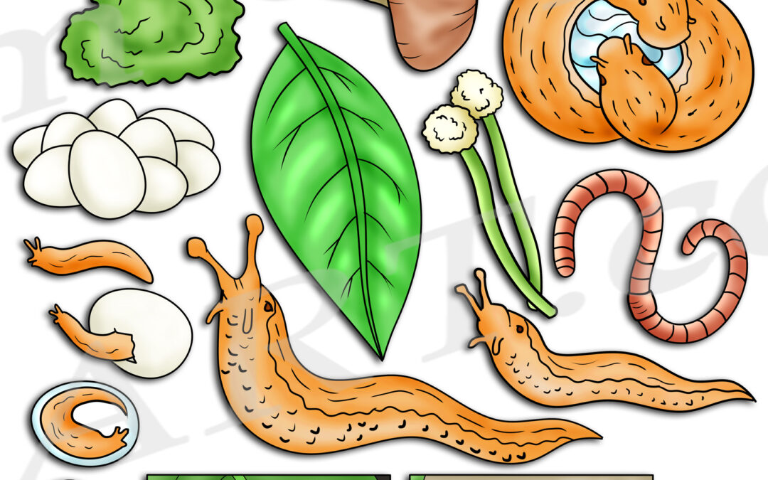 Slug Life Cycle Clipart Set Download