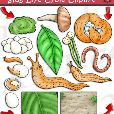 Slug Life Cycle Clipart