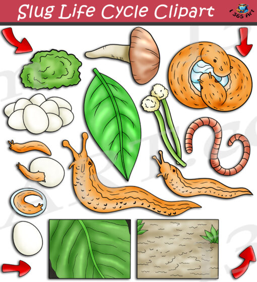 Slug Life Cycle Clipart