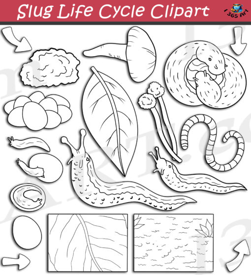 Slug Life Cycle Clipart