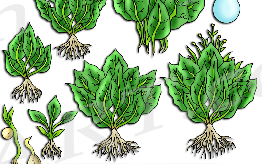 Spinach Life Cycle Clipart Set Download