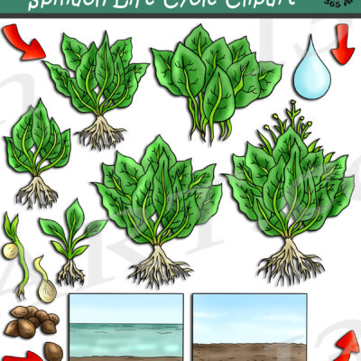 Spinach Life Cycle Clipart