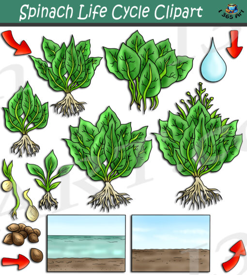 Spinach Life Cycle Clipart