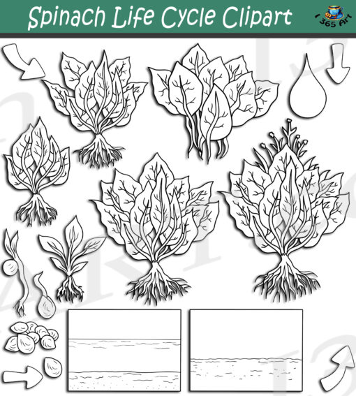 Spinach Life Cycle Clipart