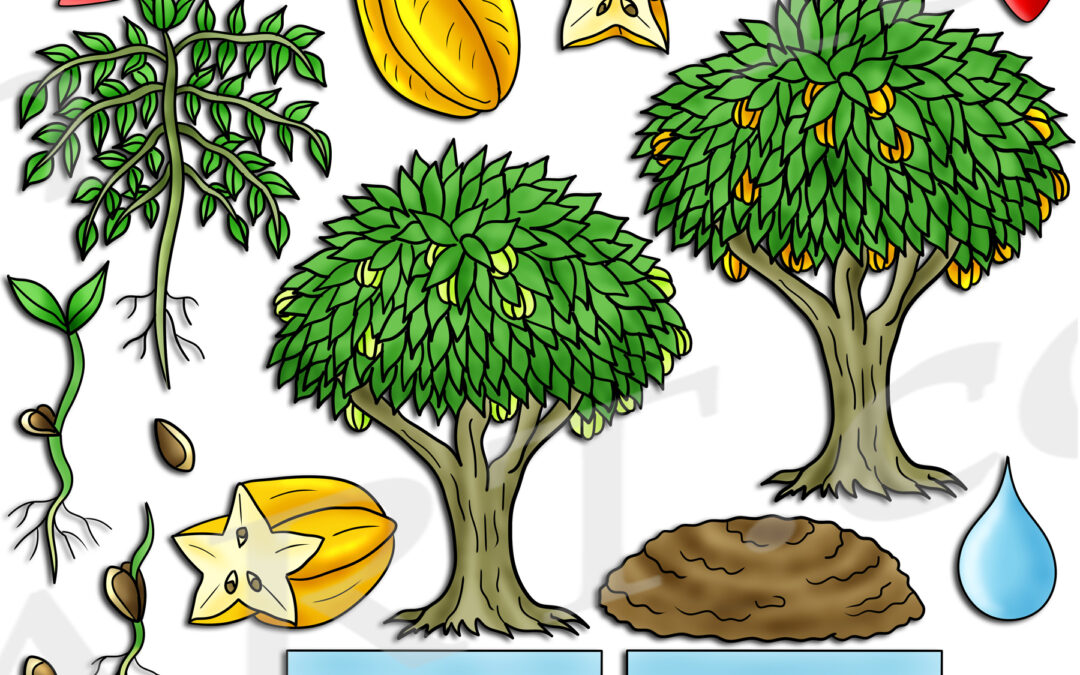 Carambola Tree Life Cycle Clipart Set Download