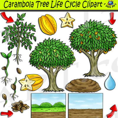 Carambola Tree Life Cycle Clipart