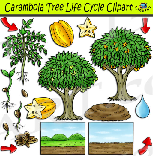 Carambola Tree Life Cycle Clipart