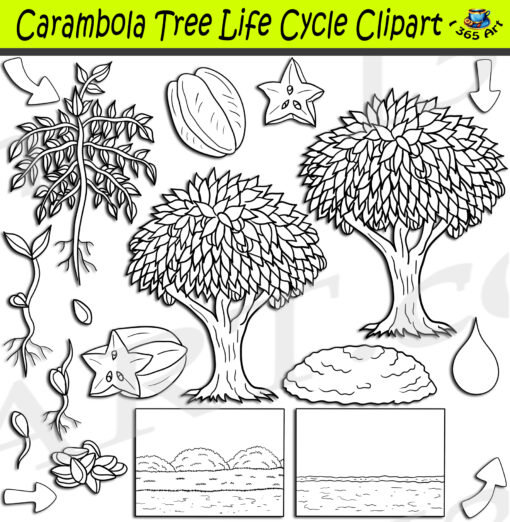 Carambola Tree Life Cycle Clipart