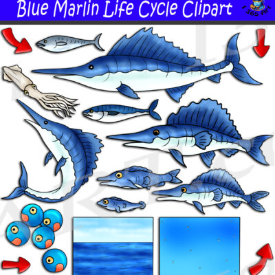 Blue Marlin Life Cycle Clipart