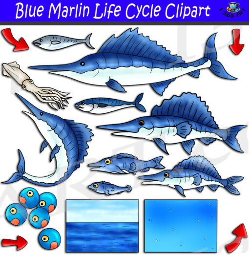 Blue Marlin Life Cycle Clipart