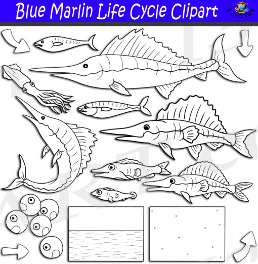 Blue Marlin Life Cycle Clipart