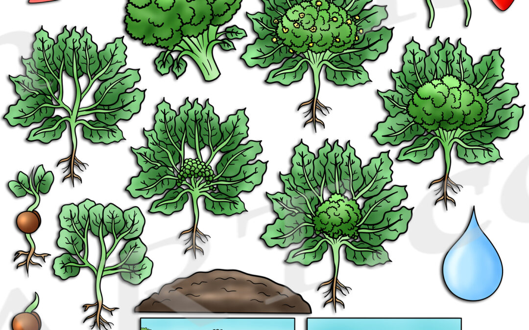 Broccoli Life Cycle Clipart Set Download