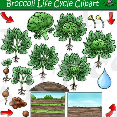 Broccoli Life Cycle Clipart