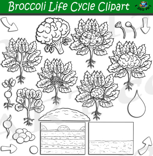 Broccoli Life Cycle Clipart