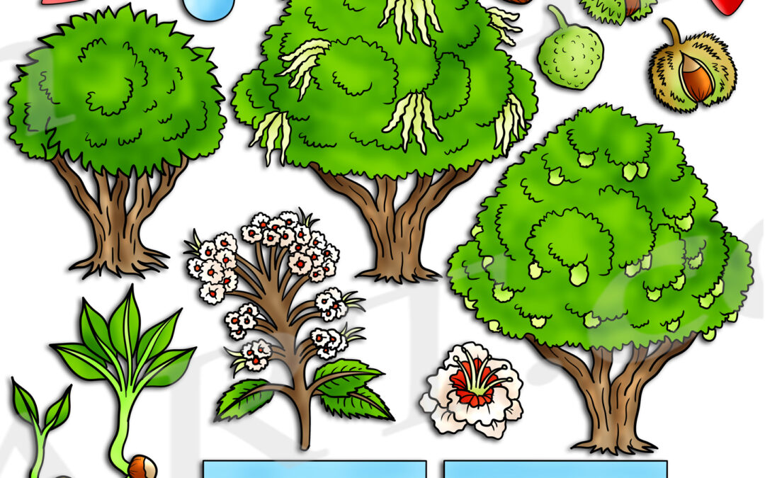 Chestnut Tree Life Cycle Clipart Set Download