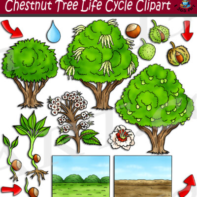 Chestnut Tree Life Cycle Clipart