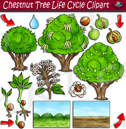 Chestnut Tree Life Cycle Clipart