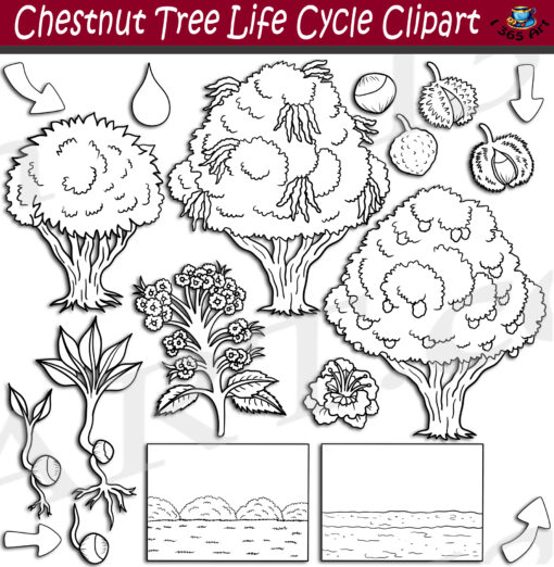 Chestnut Tree Life Cycle Clipart