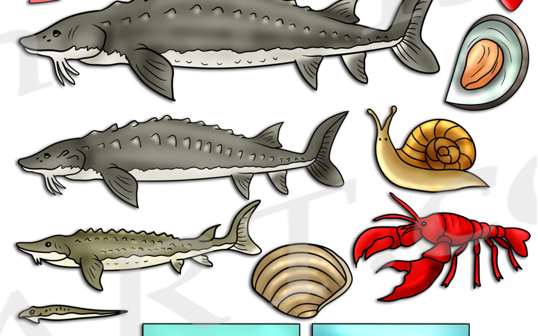 Lake Sturgeon Life Cycle Clipart Set Download