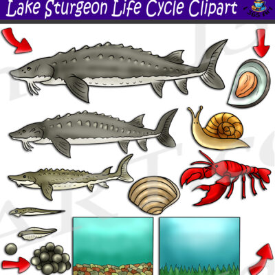 Lake Sturgeon Life Cycle Clipart