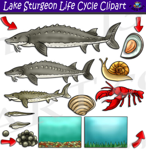 Lake Sturgeon Life Cycle Clipart