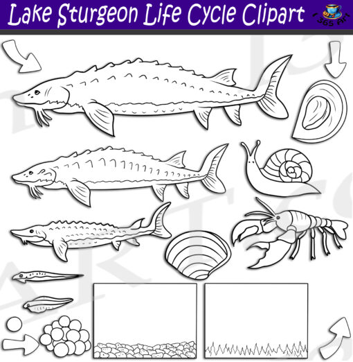 Lake Sturgeon Life Cycle Clipart