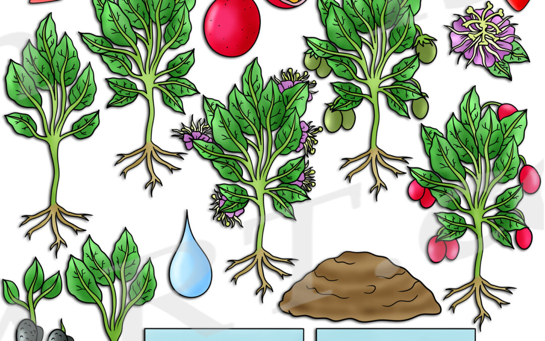 Passion Fruit Life Cycle Clipart Set Download