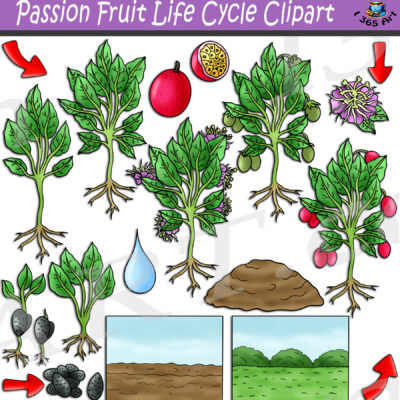 Passion Fruit Life Cycle Clipart