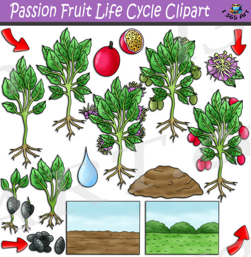 Passion Fruit Life Cycle Clipart