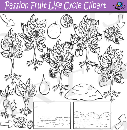 Passion Fruit Life Cycle Clipart