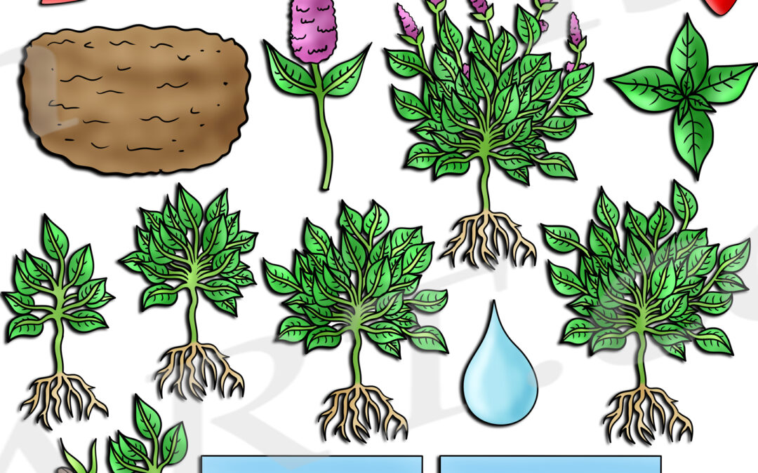 Peppermint Plant Life Cycle Clipart Set Download