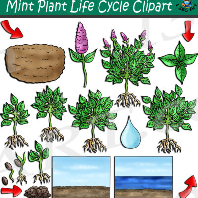 Peppermint Plant Life Cycle Clipart