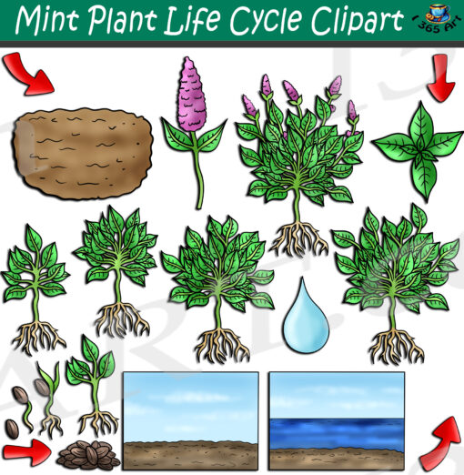 Peppermint Plant Life Cycle Clipart