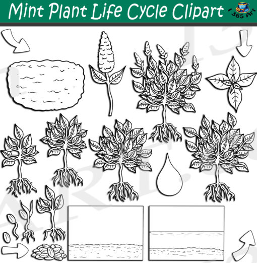 Peppermint Plant Life Cycle Clipart