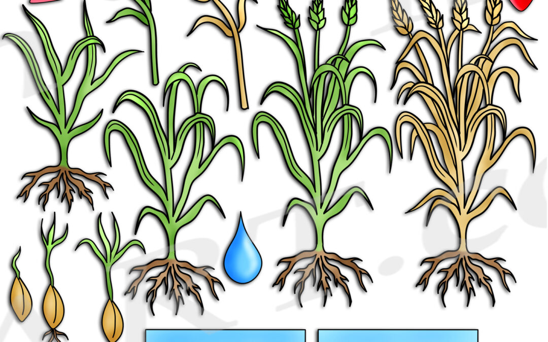 Wheat Life Cycle Clipart Set Download