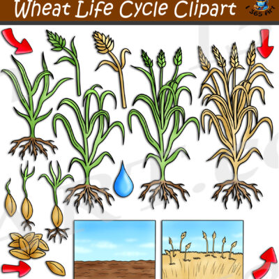 Wheat Life Cycle Clipart