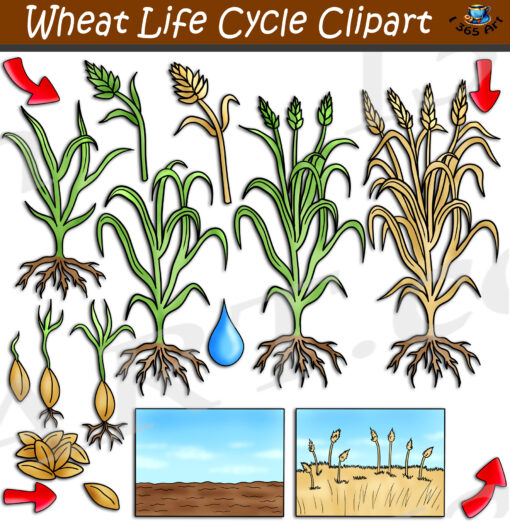 Wheat Life Cycle Clipart