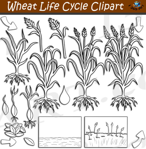 Wheat Life Cycle Clipart