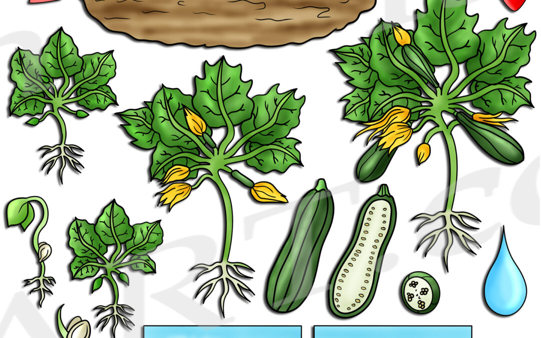 Zucchini Life Cycle Clipart Set Download