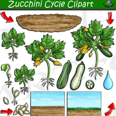 Zucchini Life Cycle Clipart