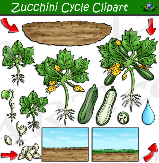 Zucchini Life Cycle Clipart