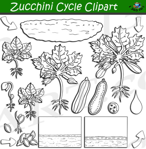 Zucchini Life Cycle Clipart