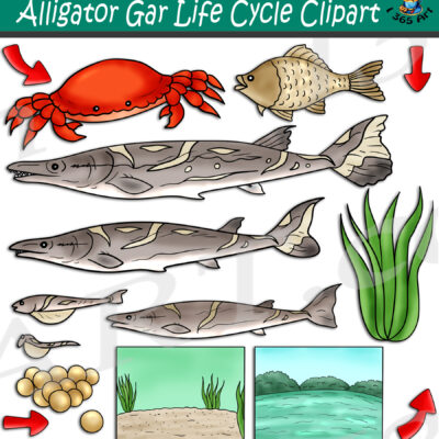 Alligator Gar Life Cycle Clipart